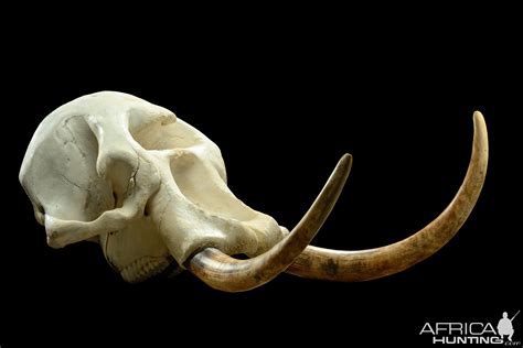 Replica African Elephant Skull 